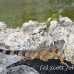 iguana_green_tf_gc_h_0028_cay0945.jpg